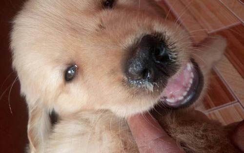 如何选纯种柯基狗幼犬狗粮呢