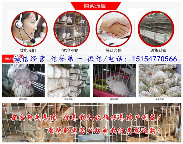 丽水市宠物兔养殖基地