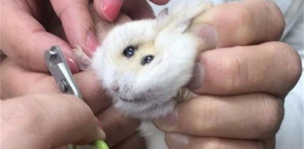 仓鼠怎么剪指甲