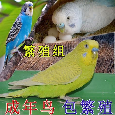活体鸟怎么邮寄 顺丰托运宠物价格表