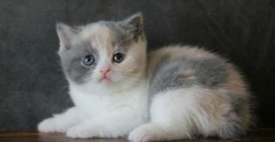 英国短毛猫多大算成年猫