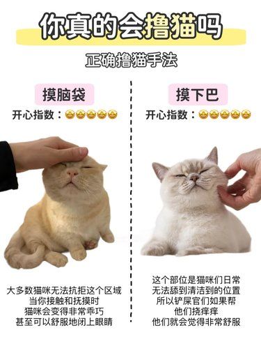 正确撸猫手法指南