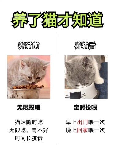 养猫后发现的事情～