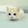 https://p0.meituan.net/userheadpicbackend/cf40e0edb541aa8bc88cb7b09695733725765.jpg%40120w_120h_1e_1c_1l%7Cwatermark%3D0