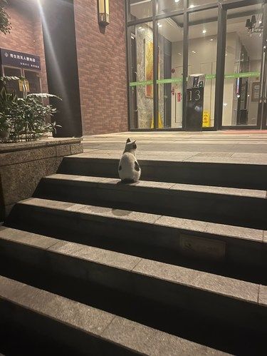 冬夜里寒风中，守在曾经的家门口的小猫咪