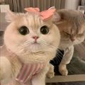 https://p0.meituan.net/userheadpicbackend/60d98ae69b8f1e2d2c19336e9fc8b408454507.jpg%40120w_120h_1e_1c_1l%7Cwatermark%3D0