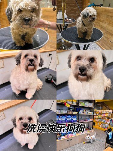 我家萌宠的新造型