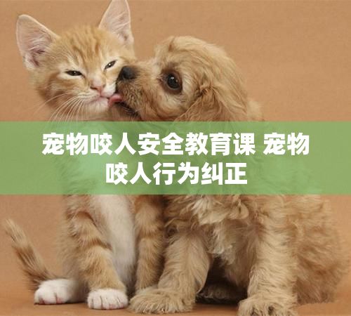 宠物咬人安全教育课 宠物咬人行为纠正