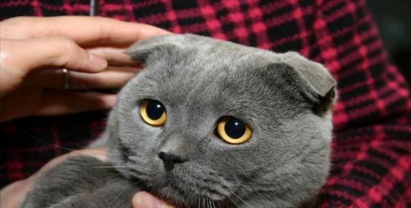苏格兰折耳猫：喜欢它的你，一定要了解这四件事情
