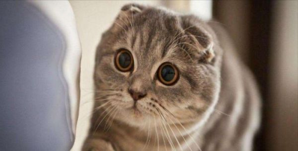 苏格兰折耳猫：喜欢它的你，一定要了解这四件事情