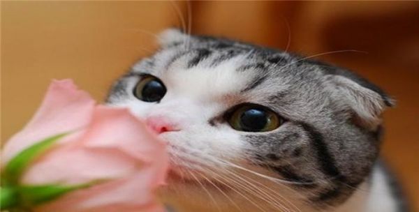 苏格兰折耳猫：喜欢它的你，一定要了解这四件事情