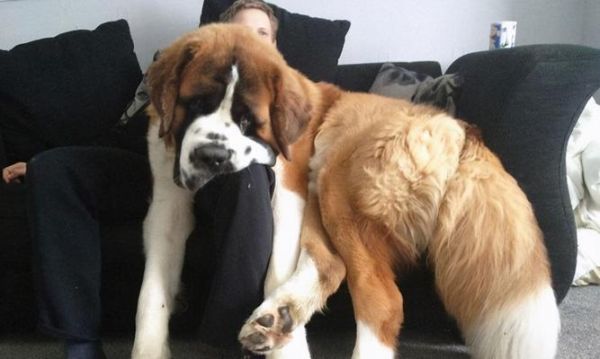 如何正确称量大型犬体重（宠物健康管理的重要性及相关技巧）