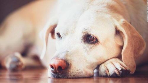 狗狗腹泻后的营养补给指南
