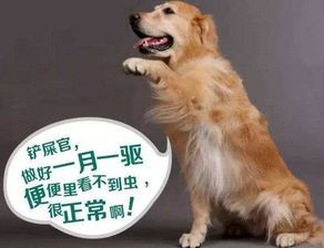 狗狗腹泻后的营养补给指南