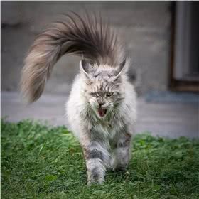 缅因猫图片