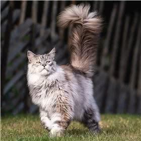 缅因猫图片