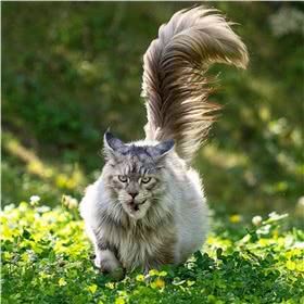 缅因猫图片
