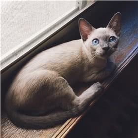 暹罗猫图片