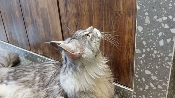 杭州能买到便宜的缅因猫吗，缅因猫价格