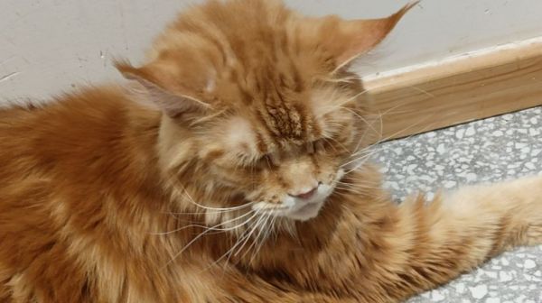 杭州能买到便宜的缅因猫吗，缅因猫价格