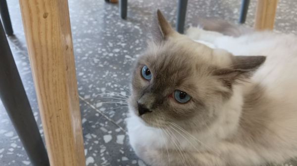 杭州正规暹罗猫猫舍（06月更新中）