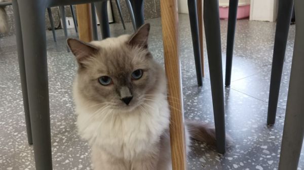 杭州正规暹罗猫猫舍（06月更新中）