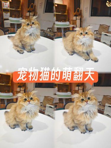 这是谁家的小可爱
