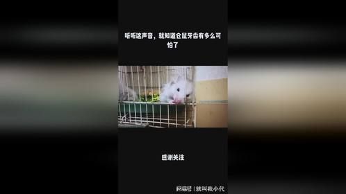 听听这声音，就知道仓鼠牙齿有多么可怕了