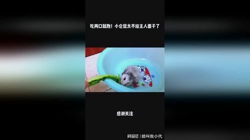 吃两口就跑！小仓鼠太不给主人面子了