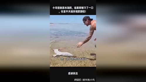 小哥想救溺水海鸥，结果却被刀了一口，伤害不大搞笑程度翻倍！