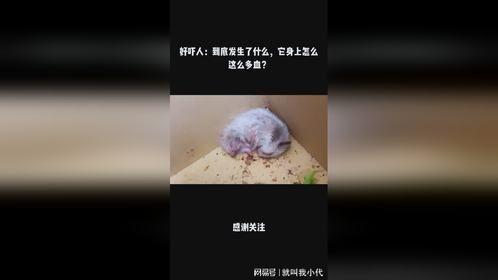 好吓人：到底发生了什么，它身上怎么这么多血？