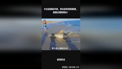 大白鲨搁浅沙滩，好心游客冒险救援，救助过程很暖心！