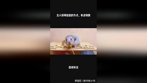 主人投喂鼠鼠的方式，有点特别