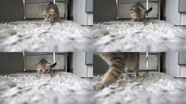灰色小猫。小苏格兰折耳猫女孩。纯种宠物在公寓里。慢动作。