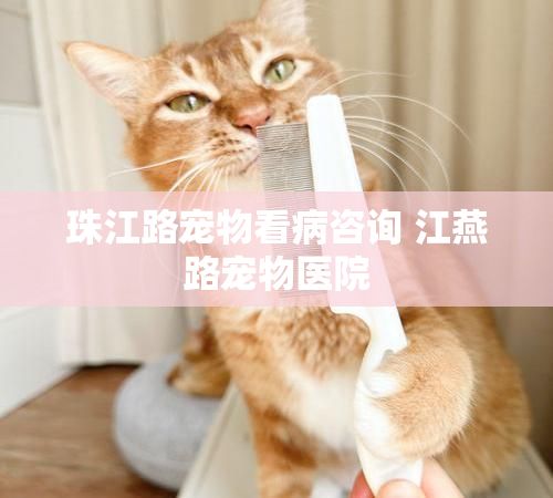 珠江路宠物看病咨询 江燕路宠物医院