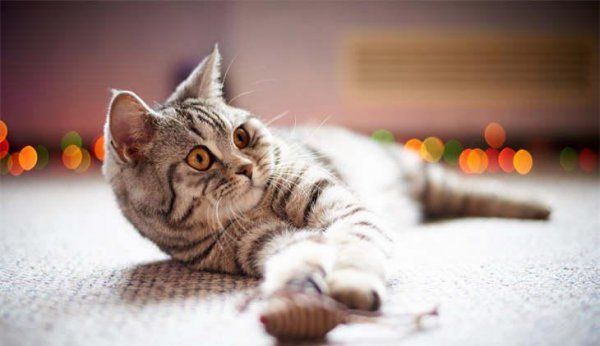 猫咪发出像猪一样哼哧哼哧的声音是怎么回事