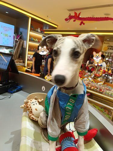 狗狗店员