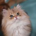 https://p0.meituan.net/userheadpicbackend/1268065248db00af300e20ac2e5da2d6297656.jpg%40120w_120h_1e_1c_1l%7Cwatermark%3D0