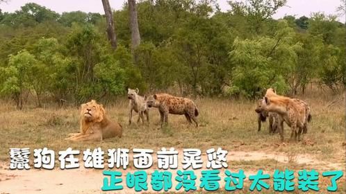 鬣狗在雄狮面前晃悠，正眼都没看过太能装了，怪不得被击断一只腿