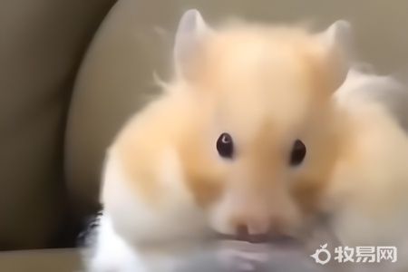 家里可以养小仓鼠吗