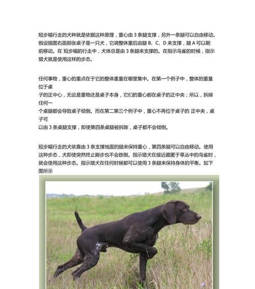 如何以狗狗训练的三个阶段原理训练你的宠物狗？（了解狗狗训练的三个阶段原理，提升你的宠物狗训练能力）