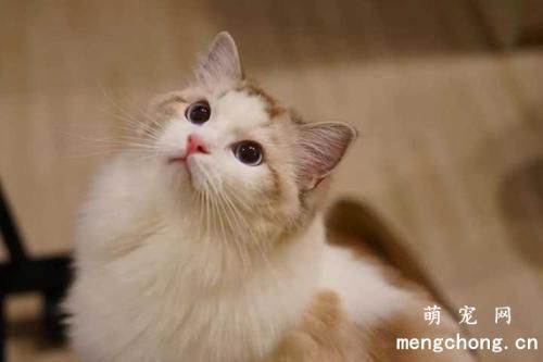 猫咪糖尿病的病理、症状及猫咪糖尿病的治疗