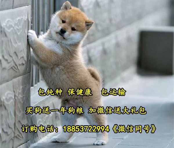 湖北省赤壁市宠物市场在哪