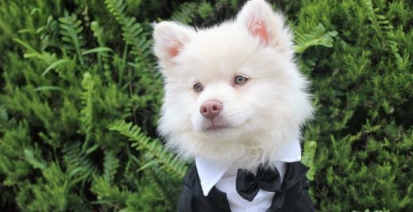 白猪为什么生出花猪，宠物猪隔代结婚级别