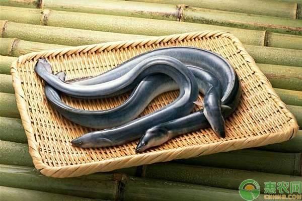 鳗鲡价格，试一试这五种燃爆的宠物鱼（鳗鱼种类价格）