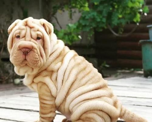 认识沙皮狗——中国特有的宠物犬种（了解沙皮狗的种类及特点）