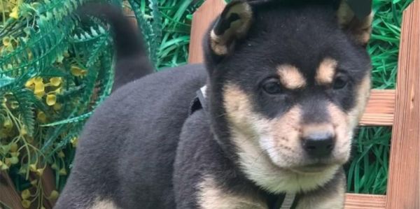拥有可爱黑斑的宠物犬种推荐（探索头上黑斑如何增加宠物犬的魅力）