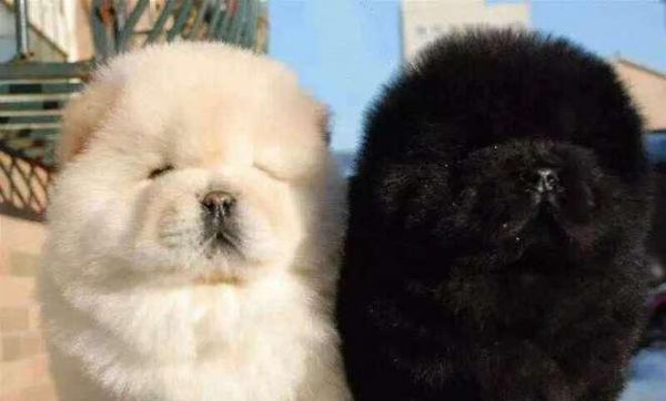 拥有可爱黑斑的宠物犬种推荐（探索头上黑斑如何增加宠物犬的魅力）