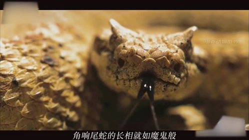 动物趣闻：它是沙漠隐藏的狩猎高手—角响尾蛇