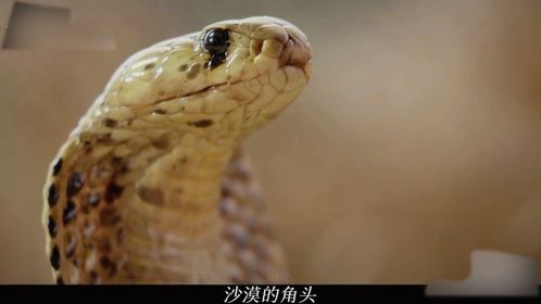 动物趣闻：非洲沙漠中爬行动物的佼佼者——黄金眼镜蛇